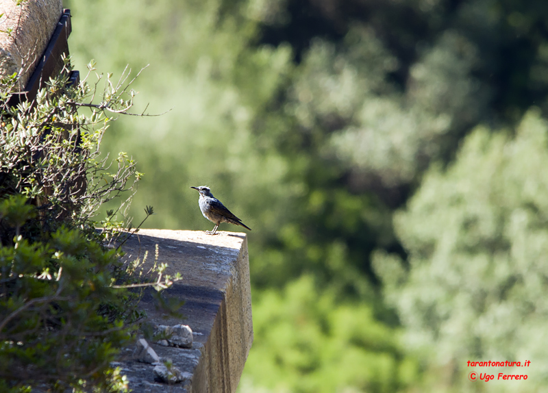 Passero solitario ?